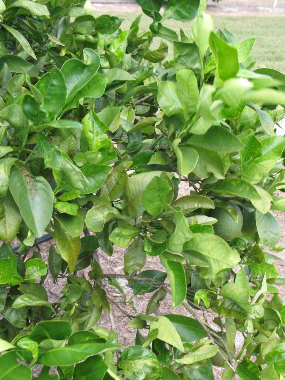              Sun leaves (Winter Haven, FL)       